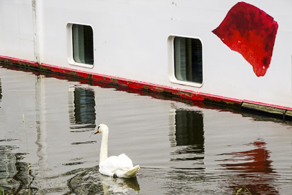 Swans and A-ROSA FLORA in Bernkastel-Kues