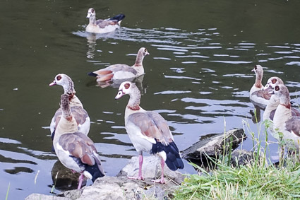 Bernkastel-Kues waterfowl