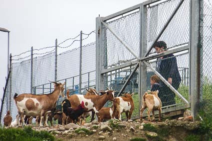 Woman and child with goats in Italy