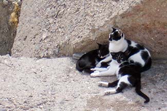 Cadiz cats photo