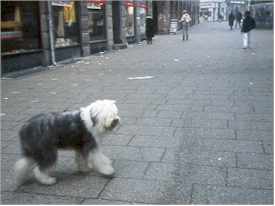 Old English Sheepdog on Strget