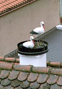 stork photo