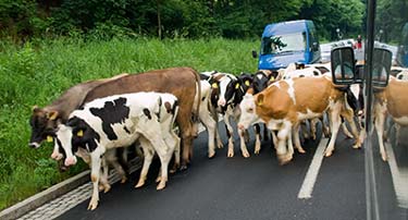 cows near Rittersgrün