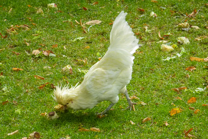 Chicken in garden at Giverny