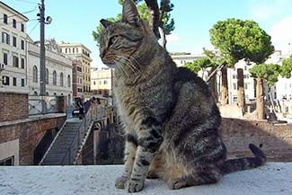 Cat at the Torre Argentina Cat Sanctuary