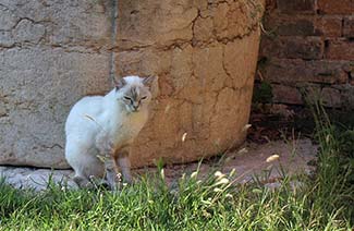 Cat and wellhead at the Alloggi Marinella