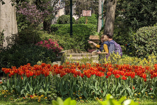 Tulips in Giardini Papadopoli, Venice.