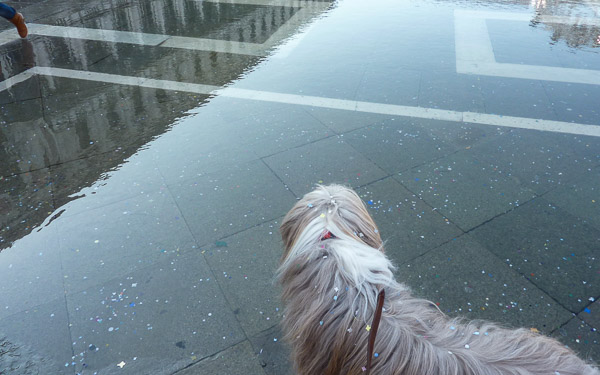 Maggie the Bearded Collie in Venice's Piazza San Marco