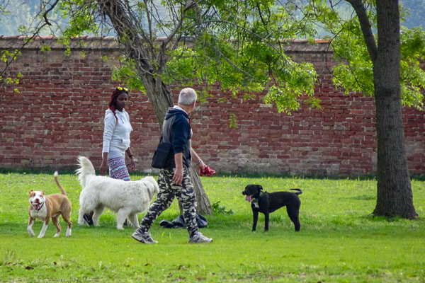 Dogs running free on La Certosa, Venice, Italy.