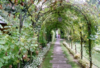 Hotel Cipriani - Grape Arbor in Vineyard