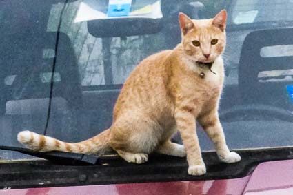 Cat on car, Lido