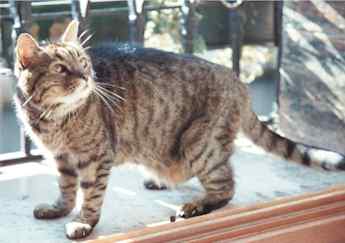 Venice Italy - Neno the 22-year-old cat