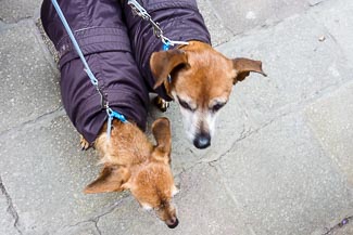 Venice dogs in coats